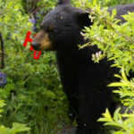 Black Bear Eating a null hyopothesis